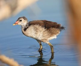 Juvenile Moorhen 