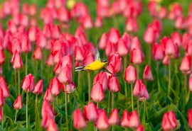 Gele Kwikstaart in een veld van rode Tulpen