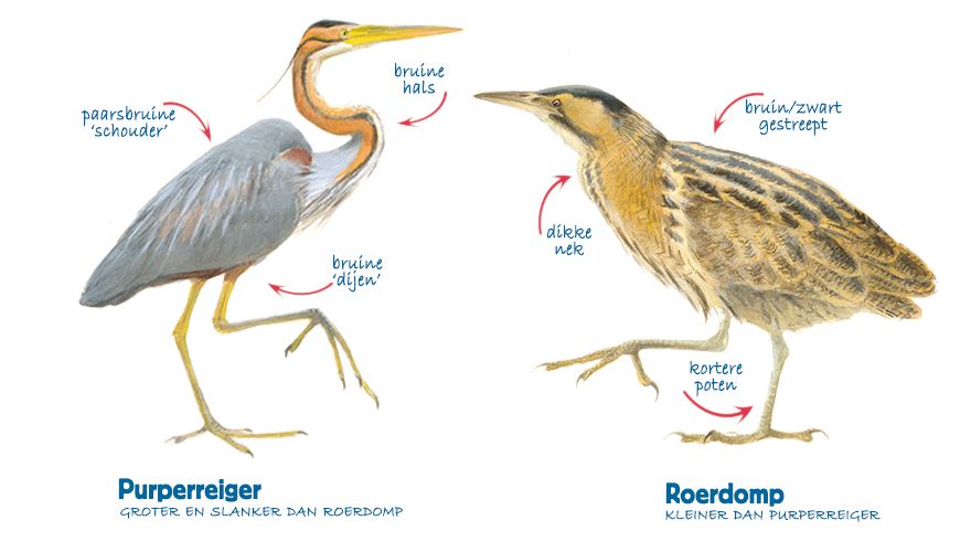 Infographic purperreiger - roerdomp