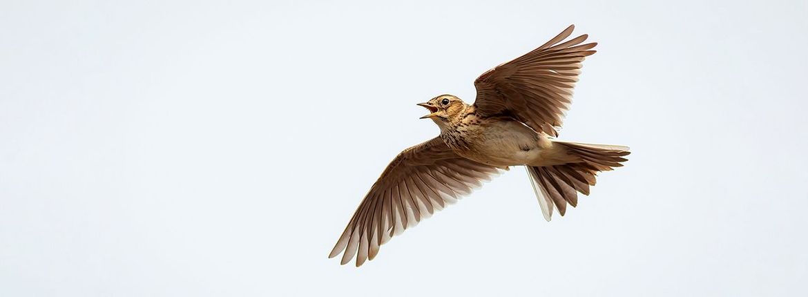 Veldleeuwerik / Shutterstock