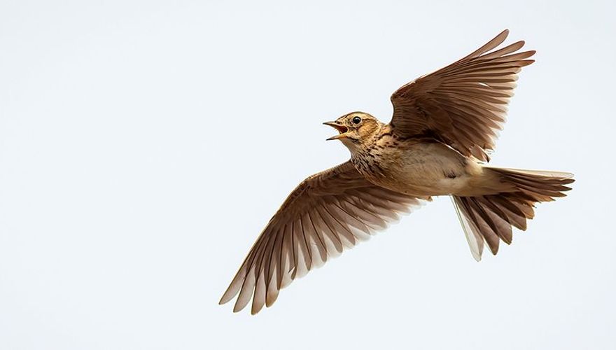 Veldleeuwerik / Shutterstock