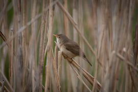 verscholen in het riet