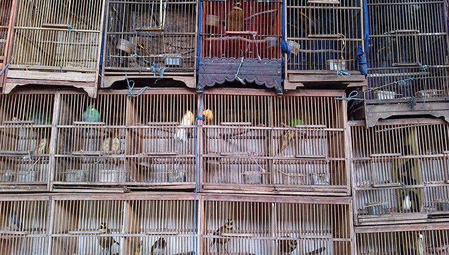 Vogels te koop  op de Pramuka Markt in Jakarta / Traffic