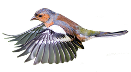 Vink / Shutterstock