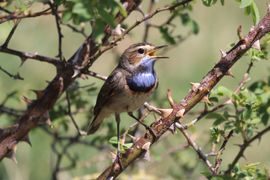 Blauwborst zingt het hoogste lied