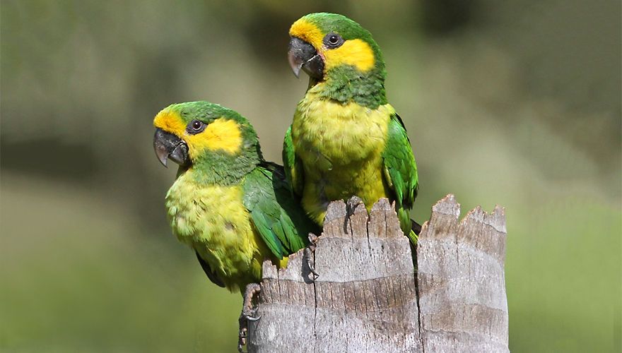 Yellow eared Parrot / www.birdphotocom