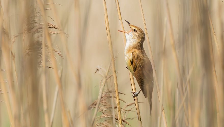Grote karekiet / Diane van Veen, Fotogalerij