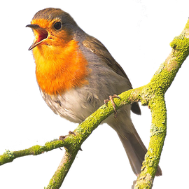 Roodborst / Pixabay