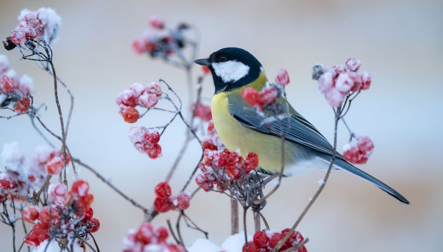 Koolmees Gelderse roos / iStock