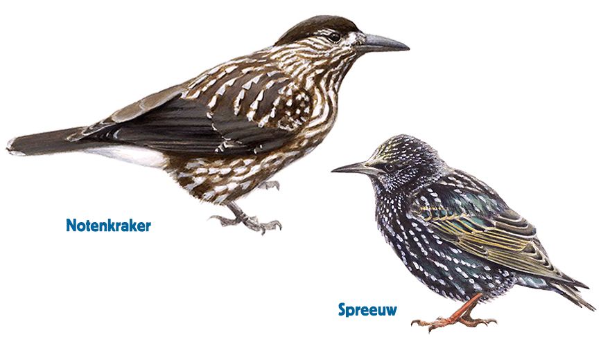 infographic notenkraker - spreeuw