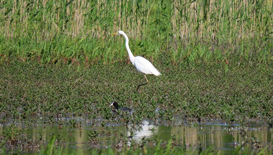 Horsterwold Grote Zilverreiger Stille Kern / John Veron