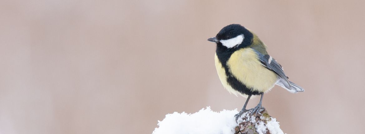 koolmees/ Martin Hierck