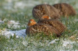 Partijs in de winter