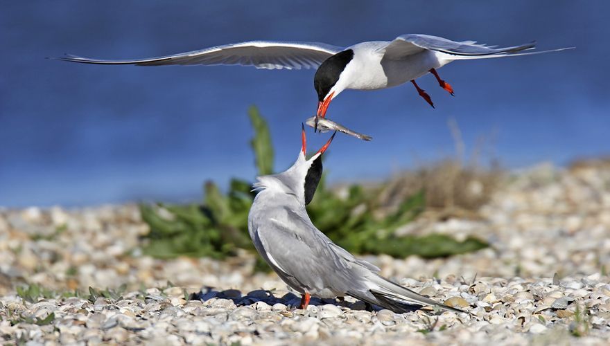 Visdief / Shutterstock