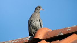 Nog nooit van gehoord 