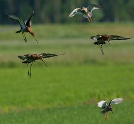Red de boerenland vogels (2)