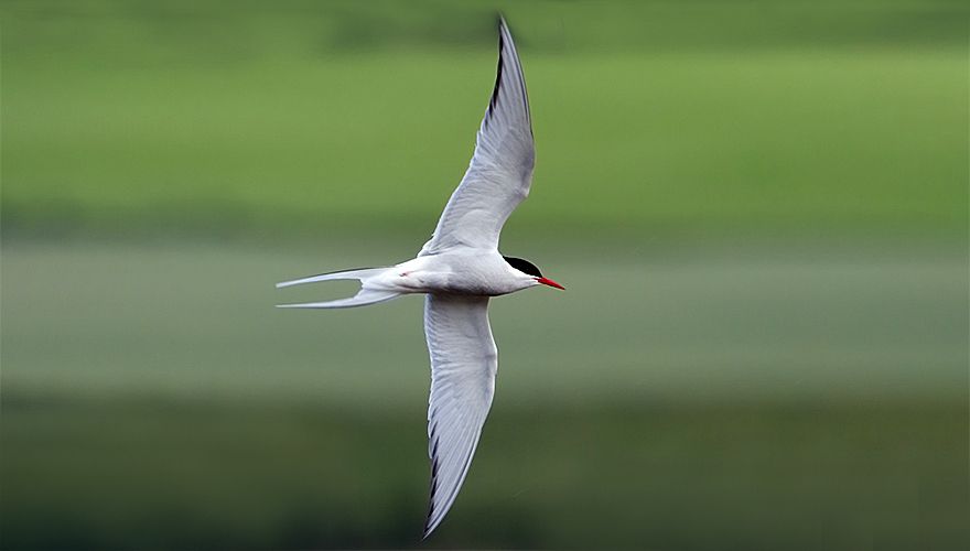 Noordse stern / Birdphoto