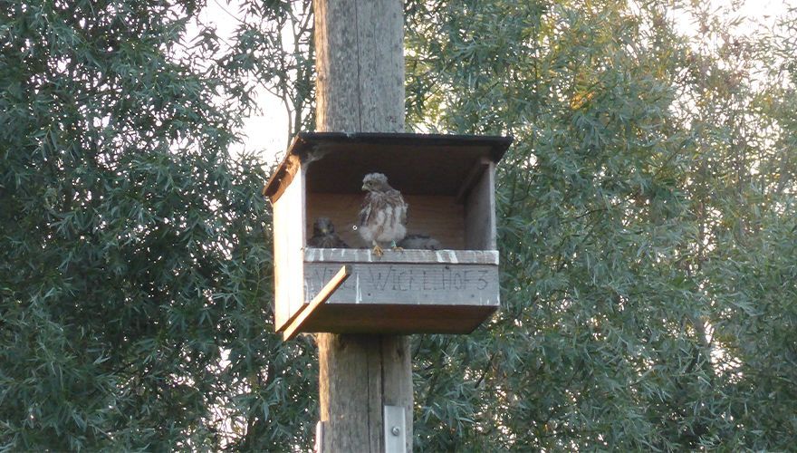 Torenvalk Marie voor het eerst op de rand