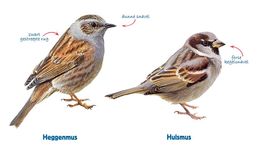 Infographic heggenmus - huismus