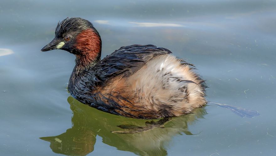 Dodaars / Peter van Graafeiland