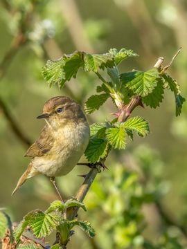 Natuur op z’n best