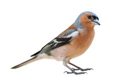 Vink / Shutterstock