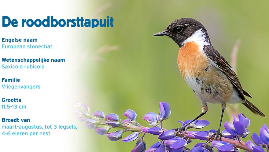 Roodborsttapuit paspoort vogelcursus