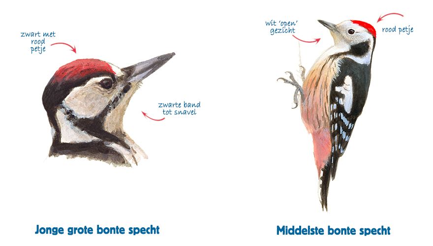 Infographic jonge grote bonte specht vs middelste bonte specht