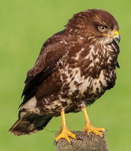 Buizerd in pose