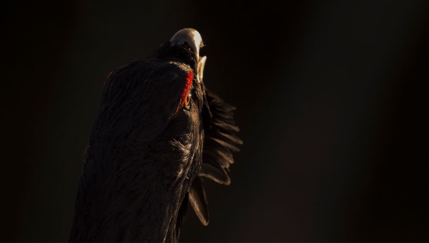 Videostill Whispers in the Woods / Vincent Munier
