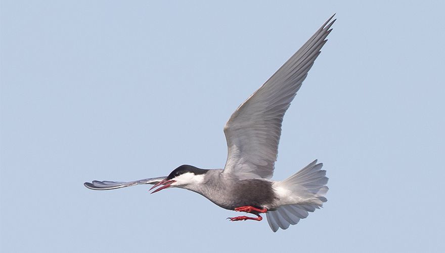 Witwangstern / Jan Lok