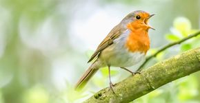 Roodborst / Shutterstock