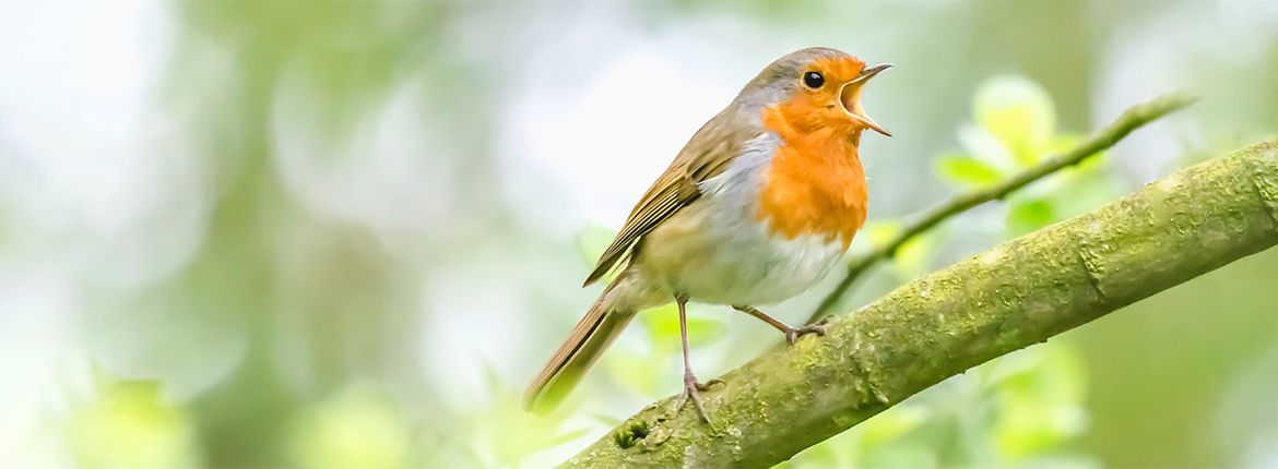 Roodborst / Shutterstock