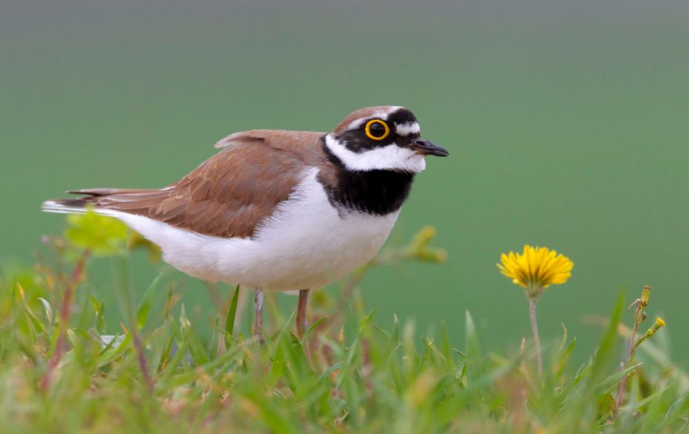 Kleine plevier Vogelbescherming