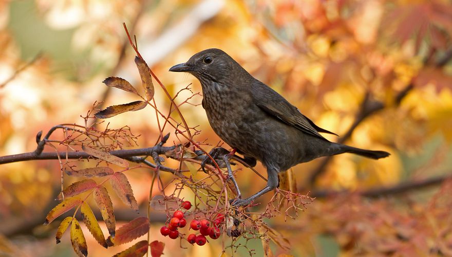 Merel vrouw / Birdphoto