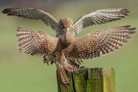 Ontmoeting tussen de dames