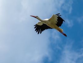 Al cirkelend vloog de ooievaar over ons heen