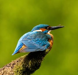 Ijsvogel versus spin