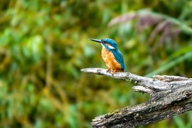 De ijsvogel op zijn vaste stekkie.