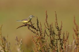 Gele kwik op zuring