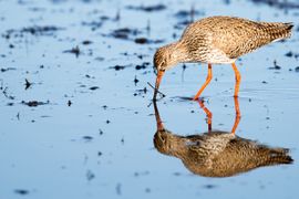 Tureluur in natuurgebied Waalenburg, Texel