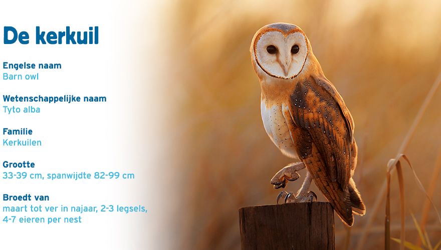 Kerkuil paspoort vogelcursus