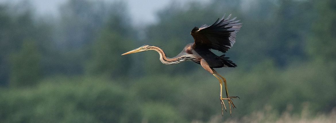 Purperreiger / Shutterstock