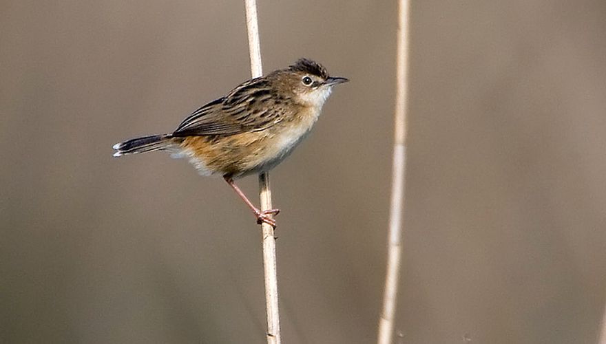 Graszanger / Birdphoto