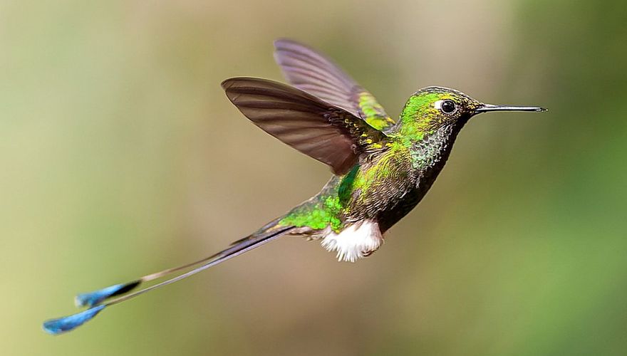 White booted Racket-tail. Marc Guyt, AGAMI