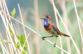 Blauwborst luidkeels zingend.