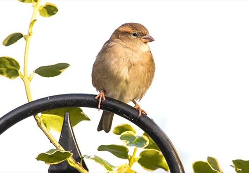 Huismus / Wil Leurs, AGAMI