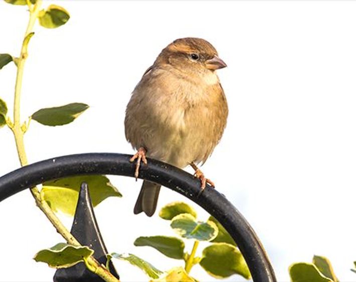 Huismus / Wil Leurs, AGAMI