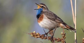 Blauwborst / Birdphoto