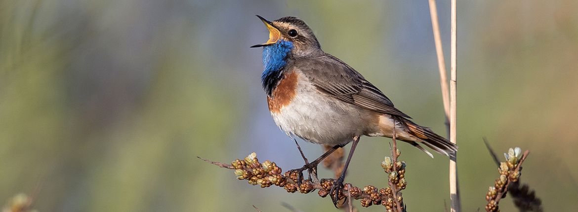 Blauwborst / Birdphoto